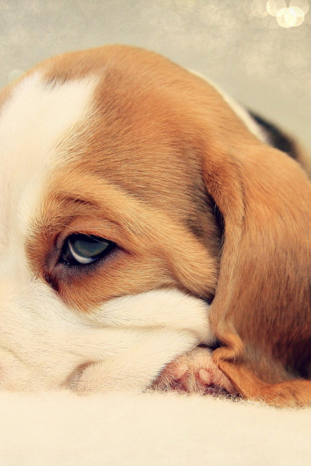 Грустный щенок бигль уткнулся носом в кровать