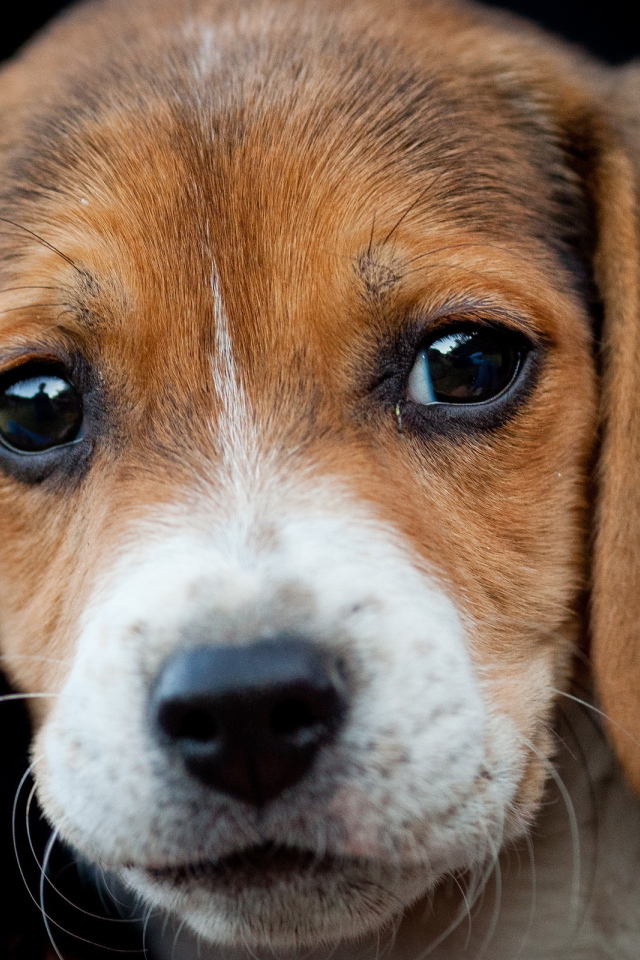 Грустный щенок бигль на чёрном фоне