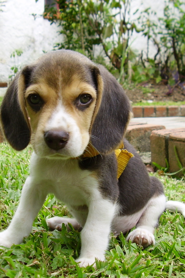 Грустный щенок породы бигль на лужайке