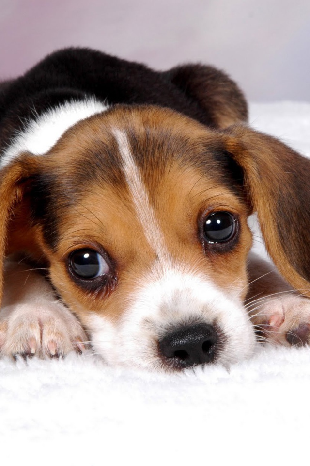 Грустный щенок породы бигль ждёт маму