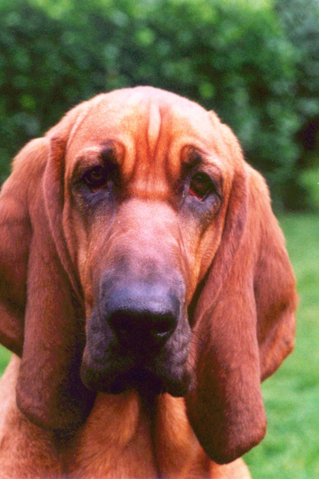 Грустный бладхаунд на фоне кустов