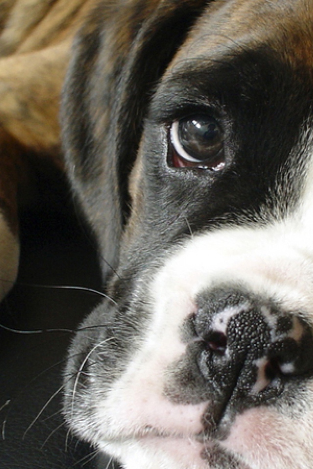 Грустный боксёр крупным планом