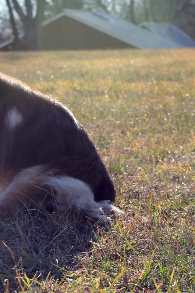 Грустная собака породы шелти
