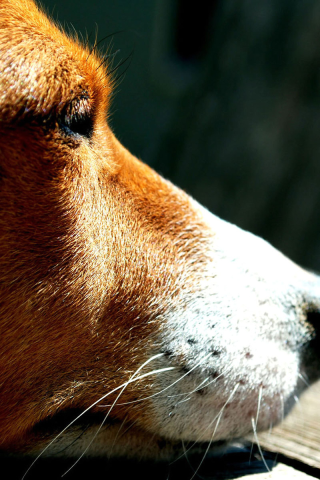 Грустная собака породы басенджи