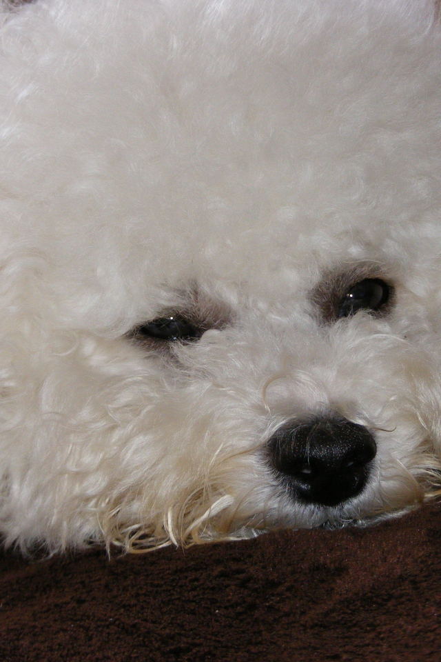 Грустная собака породы бишон-фриз