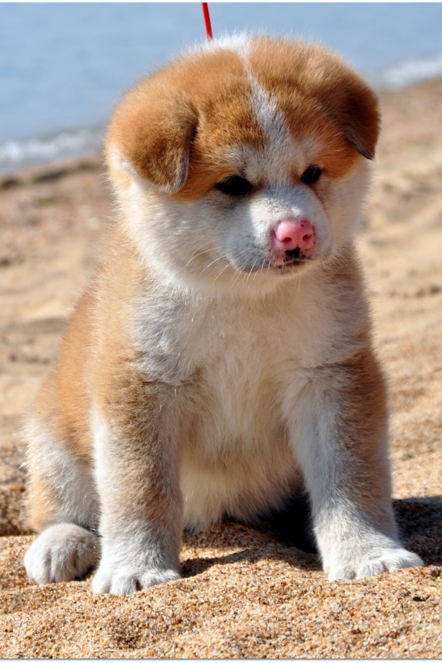 Грустный щенок акита-ину на песке