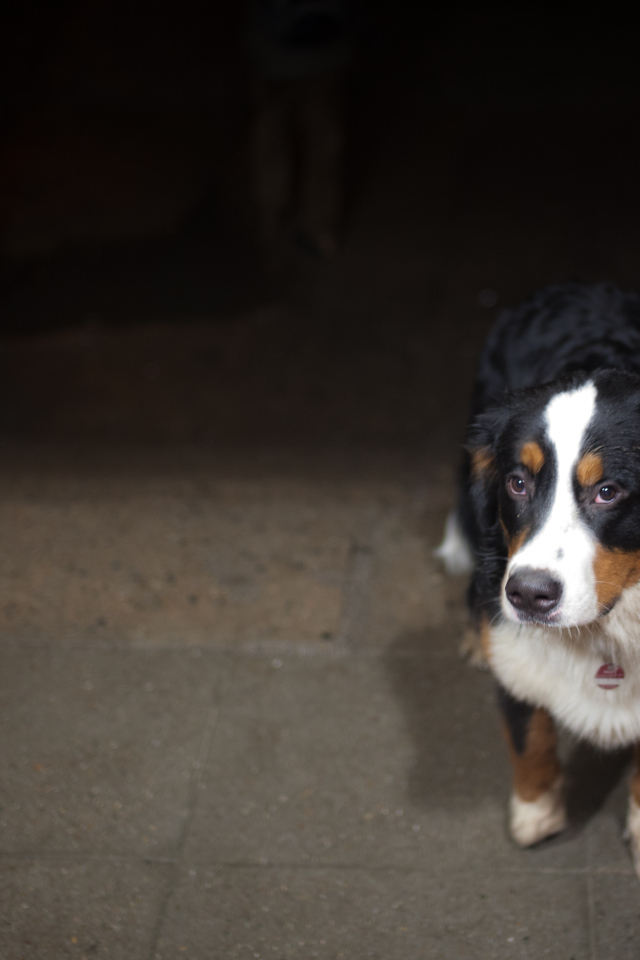 Грустный щенок бернской пастушьей собаки