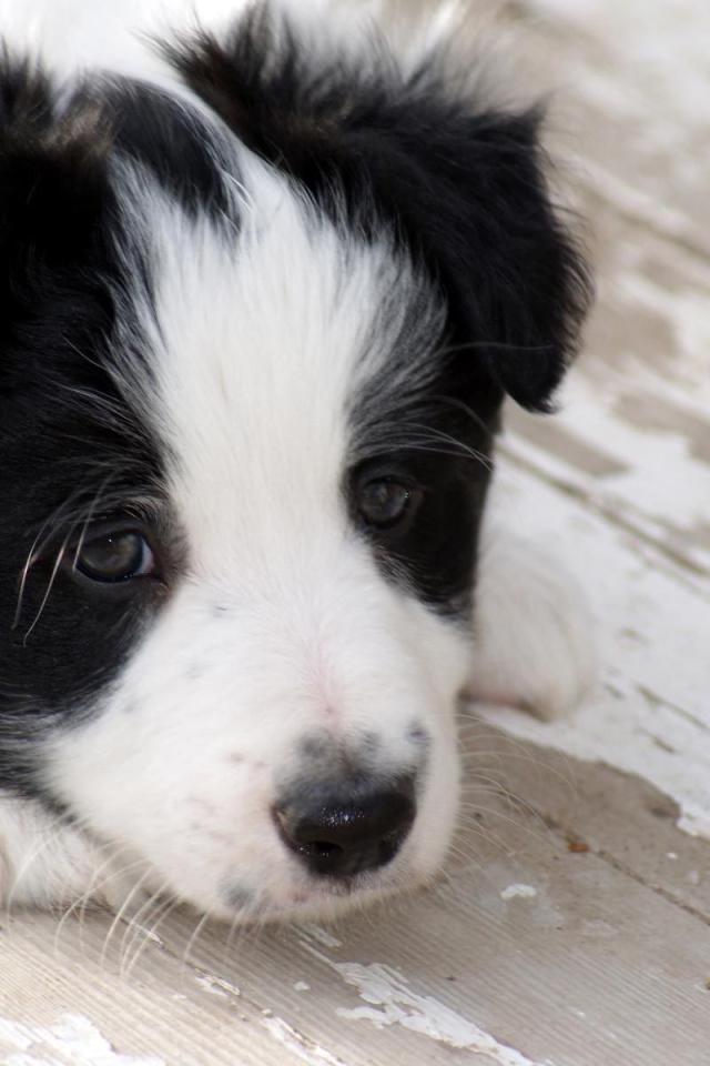 Грустный щенок бордер-колли