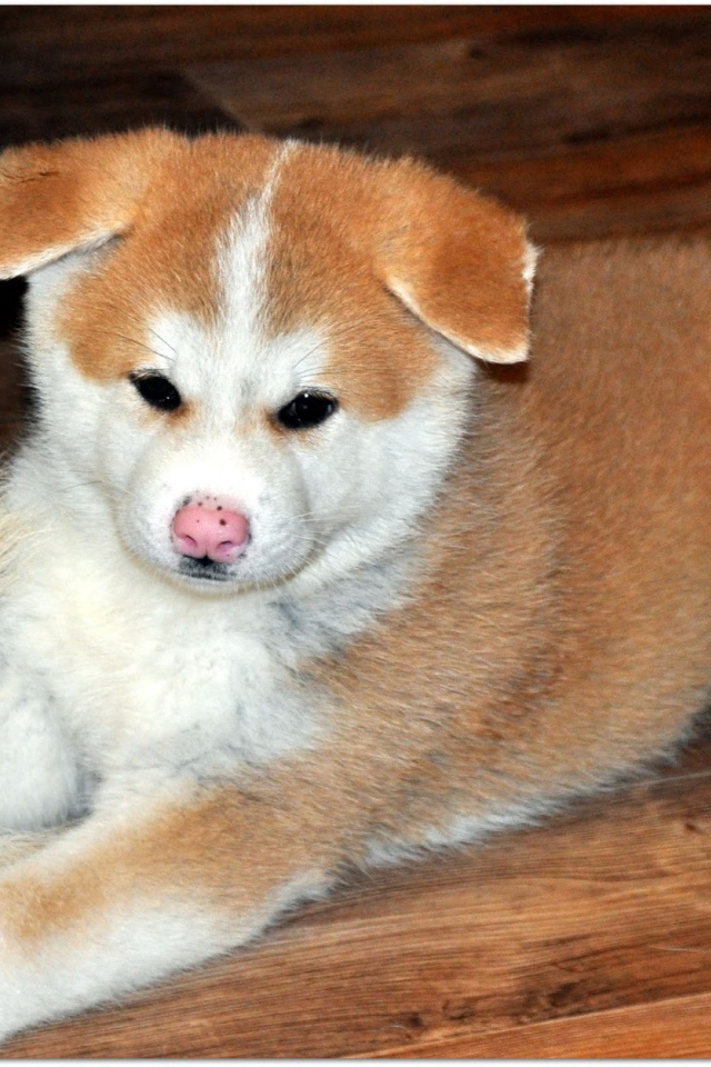 Грустный щенок акита-ину