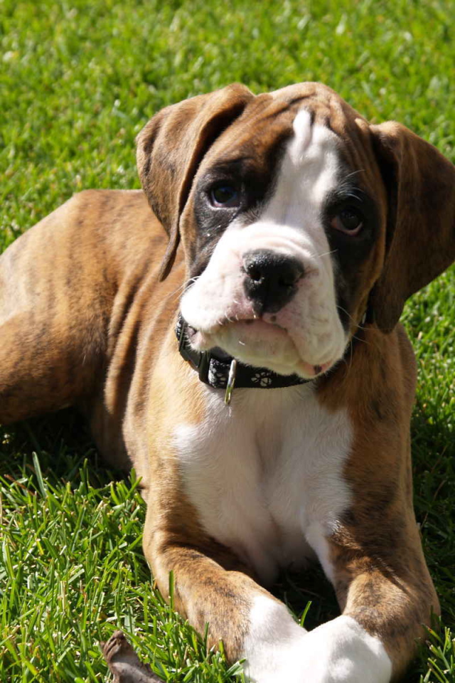 Грустный щенок боксёра лежит на газоне