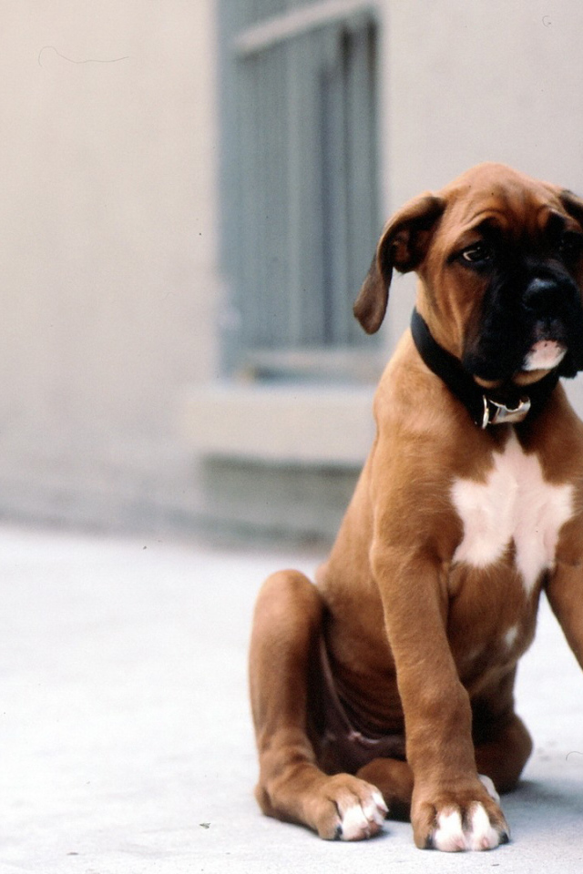 Грустный щенок боксёра сидит на тротуаре