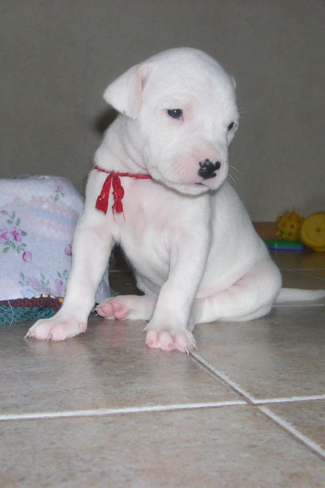 Грустный щенок аргентинского дога