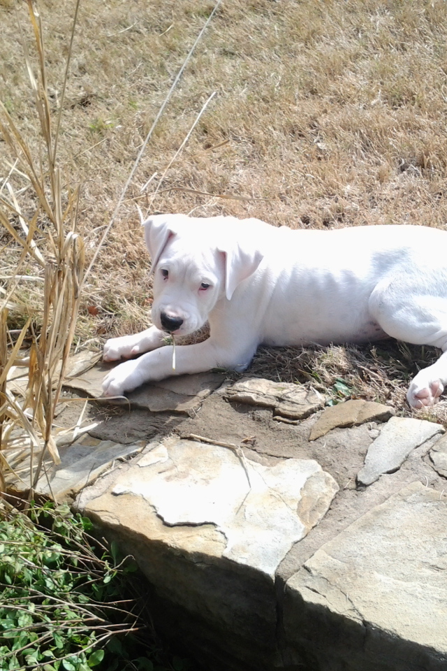 Грустный молодой аргентинский дог