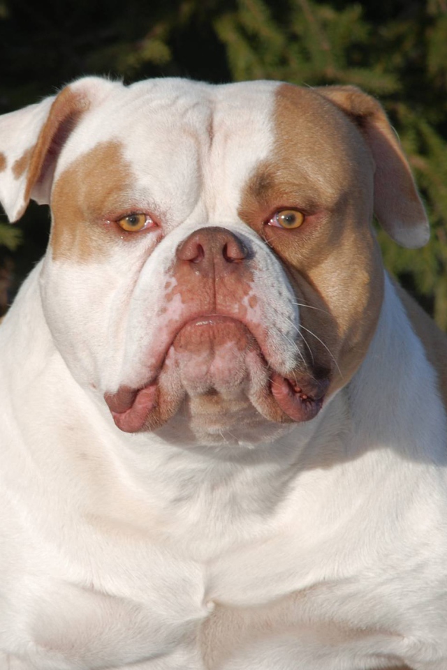 Серьёзный американский бульдог