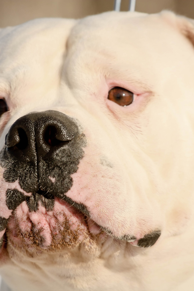 Серьёзный американский бульдог крупным планом