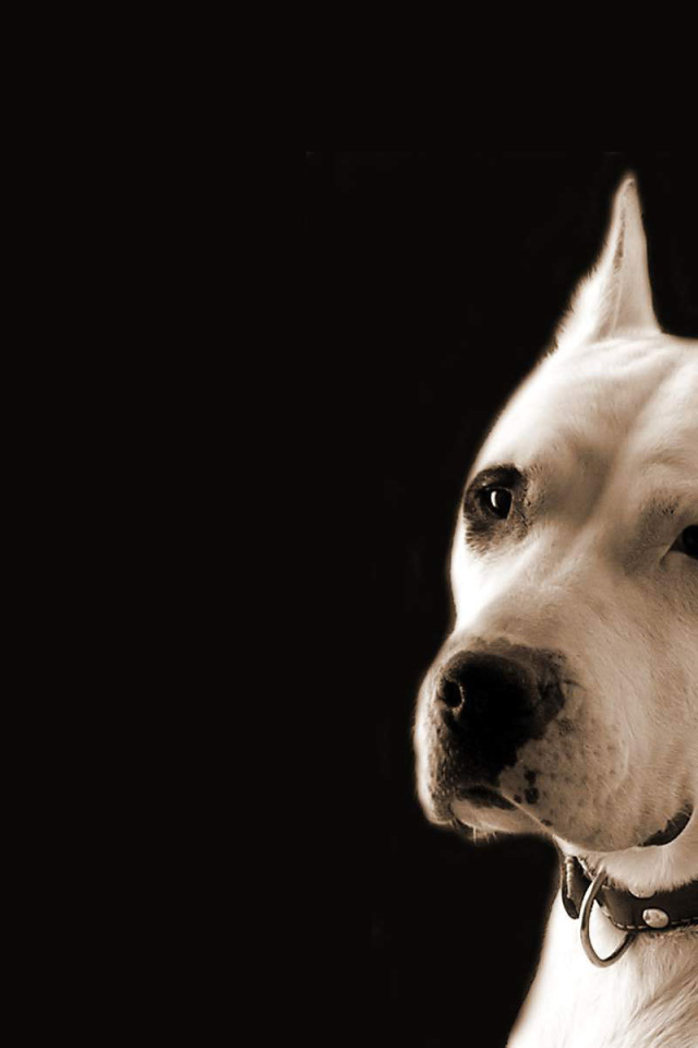 Серьёзный аргентинский дог на чёрном фоне
