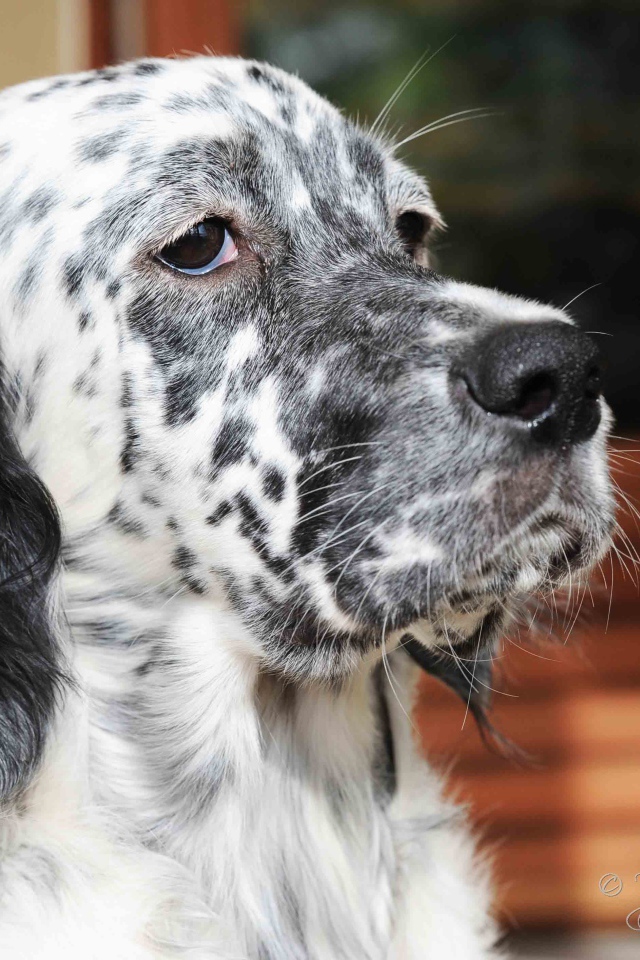 Серьёзный английский сеттер