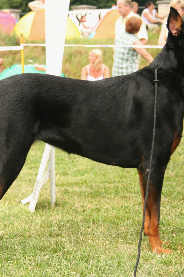 Серьёзный красивый босерон на собачьей выставке