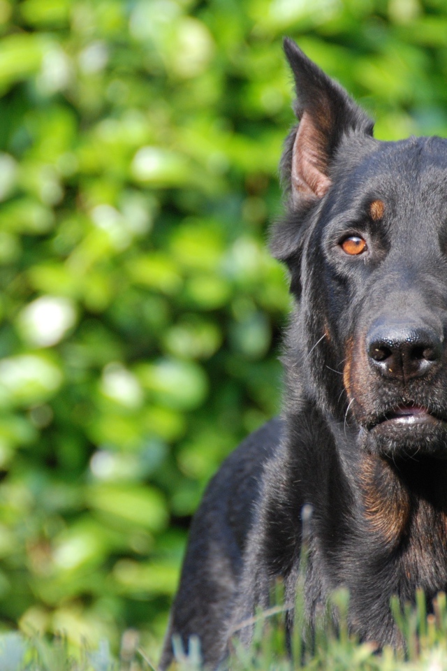 Серьёзный красивый босерон на фоне листвы