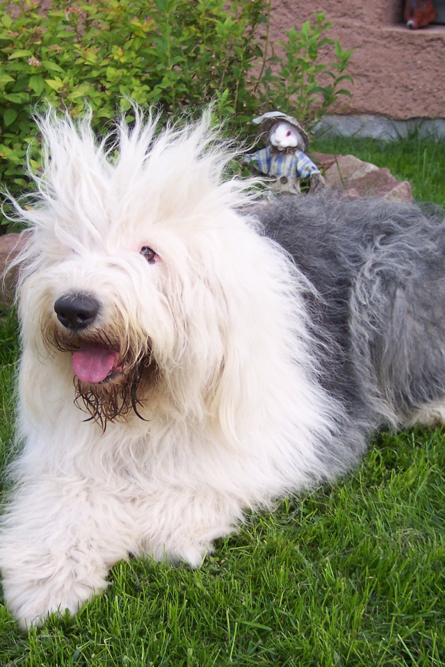 Лохматая собака породы бобтейл