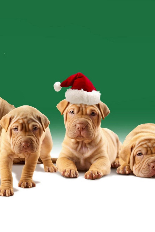 Шарпей щенки в шляпах Санта-Клауса