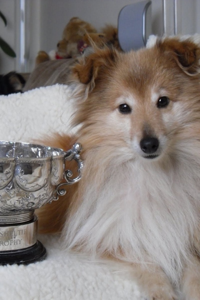 Sheltie breed dog and its reward