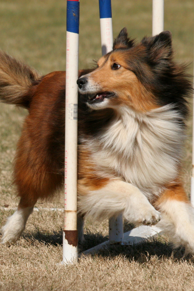 Собака породы шелти выполняет команды