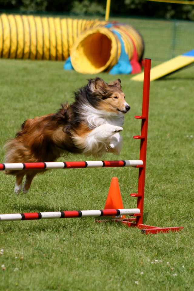 Собака породы шелти выполняет команду барьер