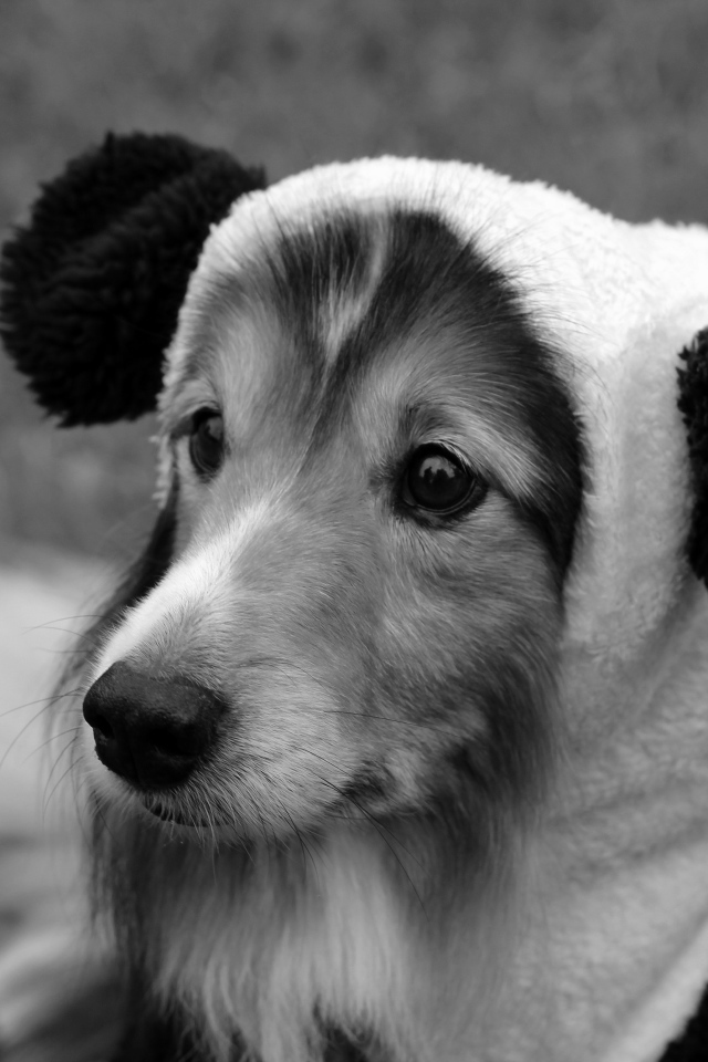 Sheltie breed dog in a funny hat