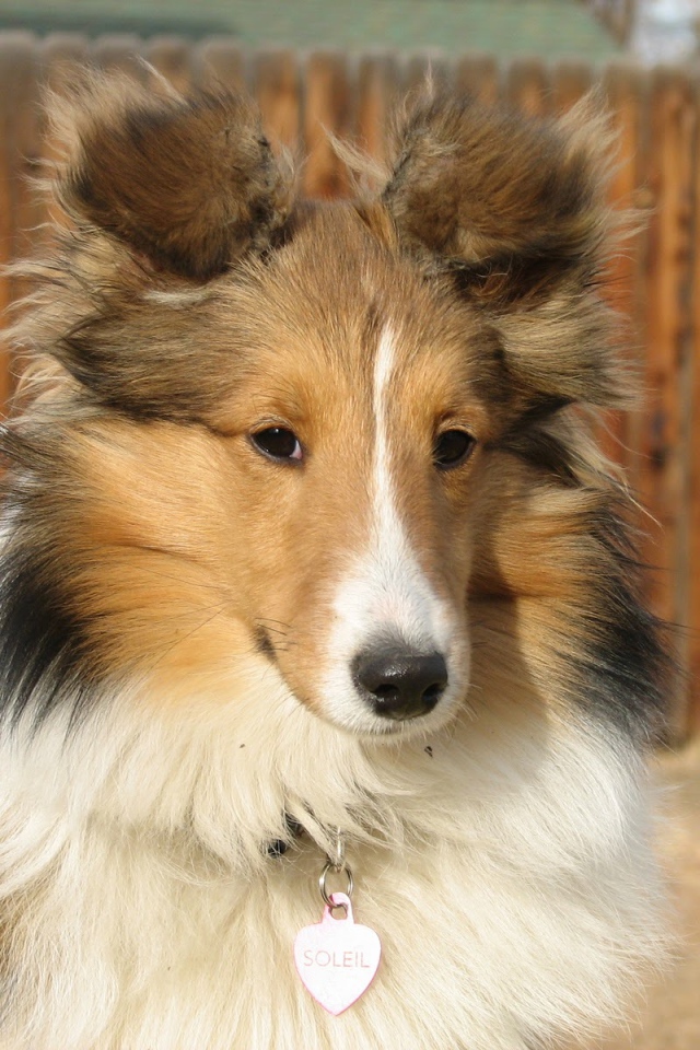 Собака породы шелти по имени Солейл