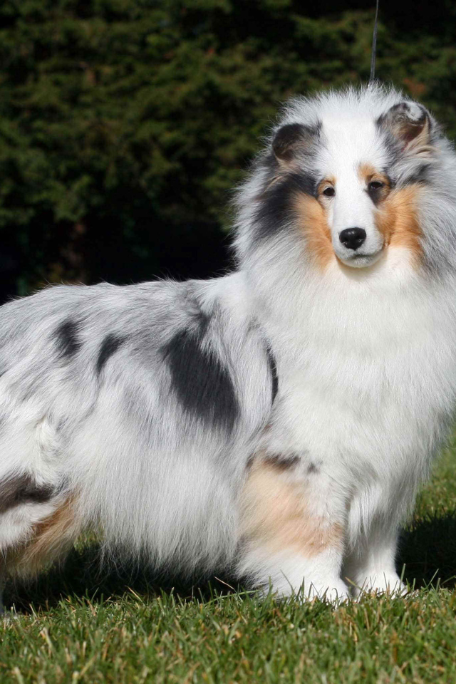 Sheltie breed dog posing on forest background