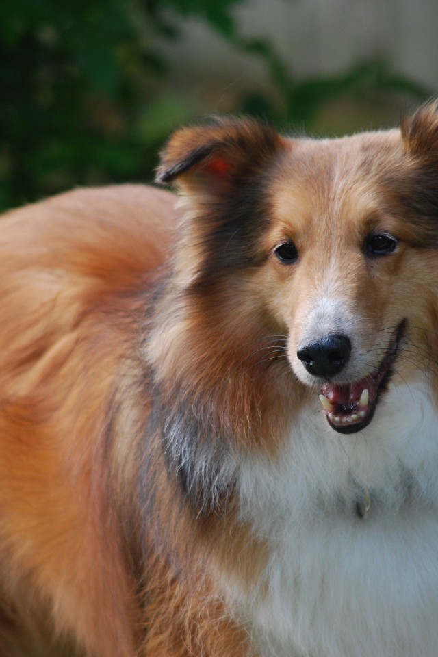 Собака породы шелти рыжего окраса