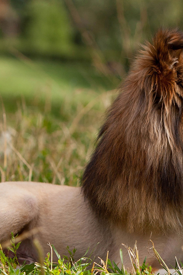 Собака породы шелти со смешной стрижкой