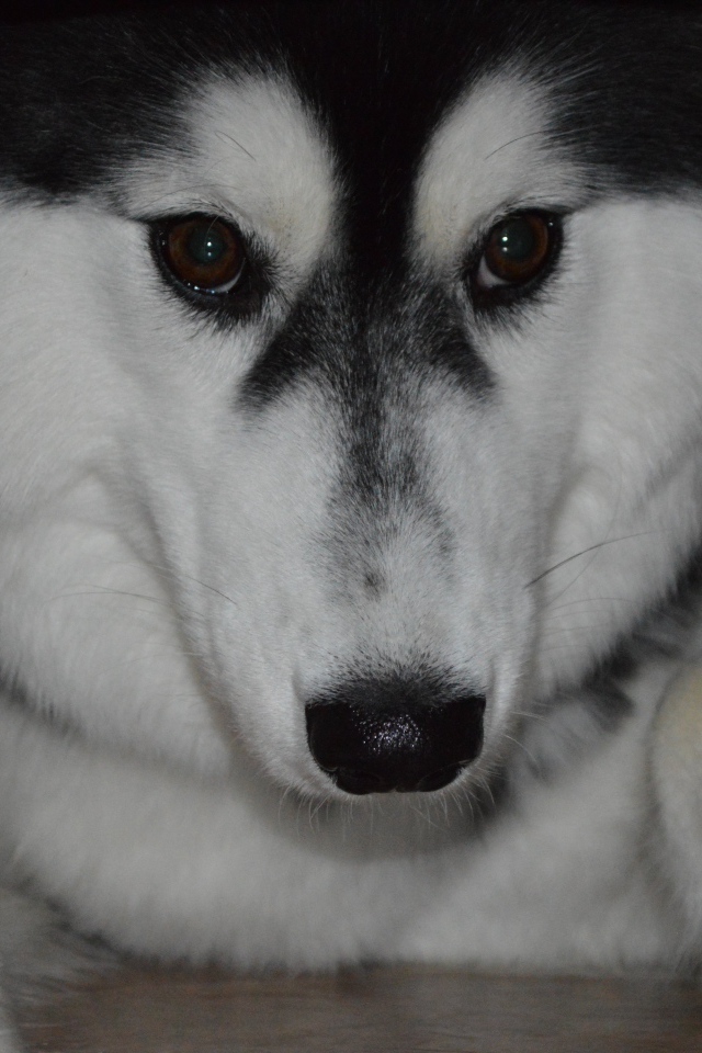 Застенчивый аляскинский маламут