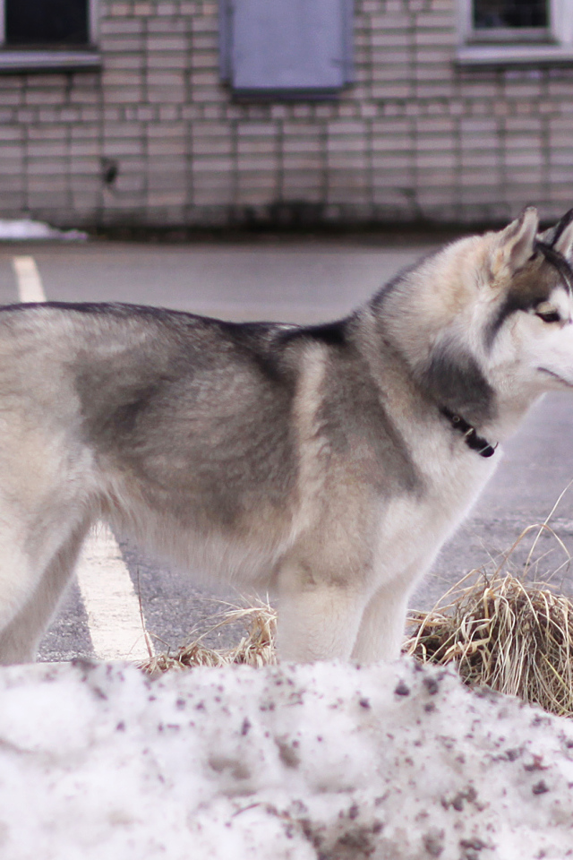 Сибирский хаски в городе