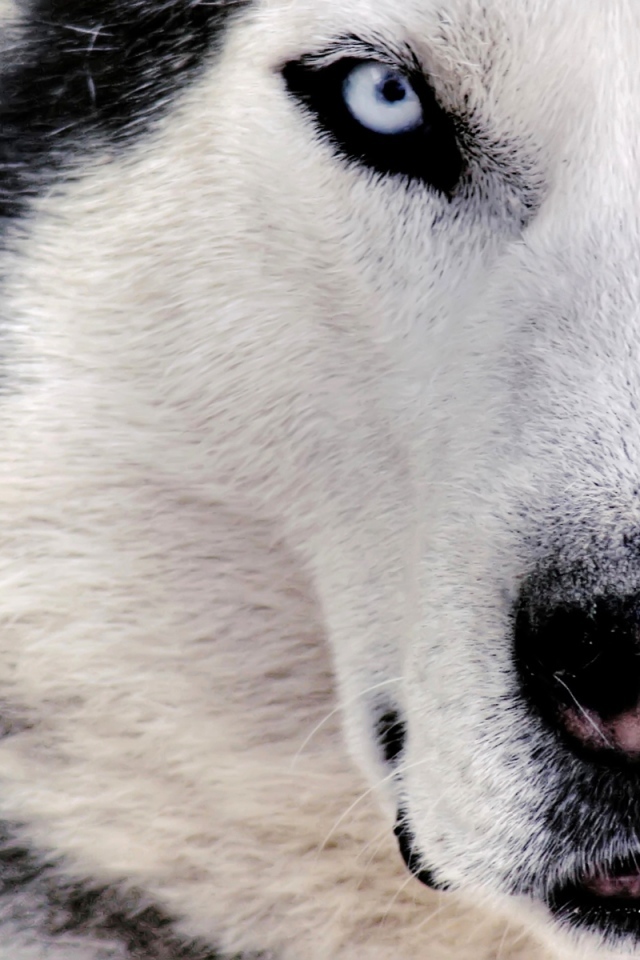 Сибирский хаски крупным планом