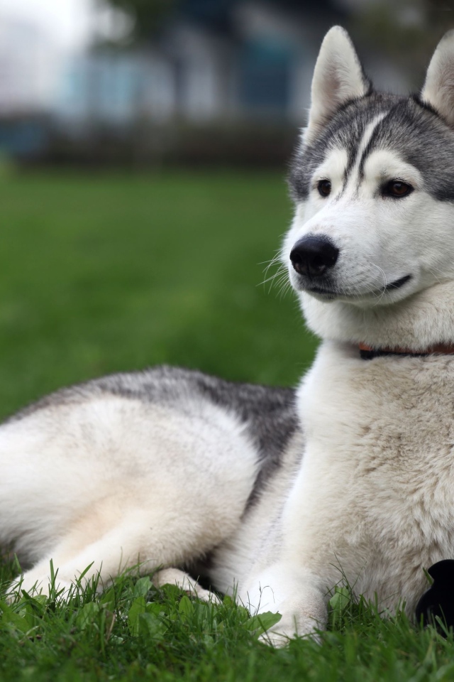 Сибирский хаски на заднем дворе