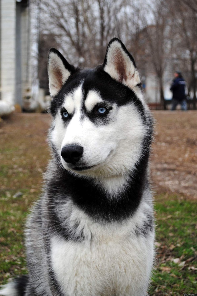 Сибирский хаски во дворе