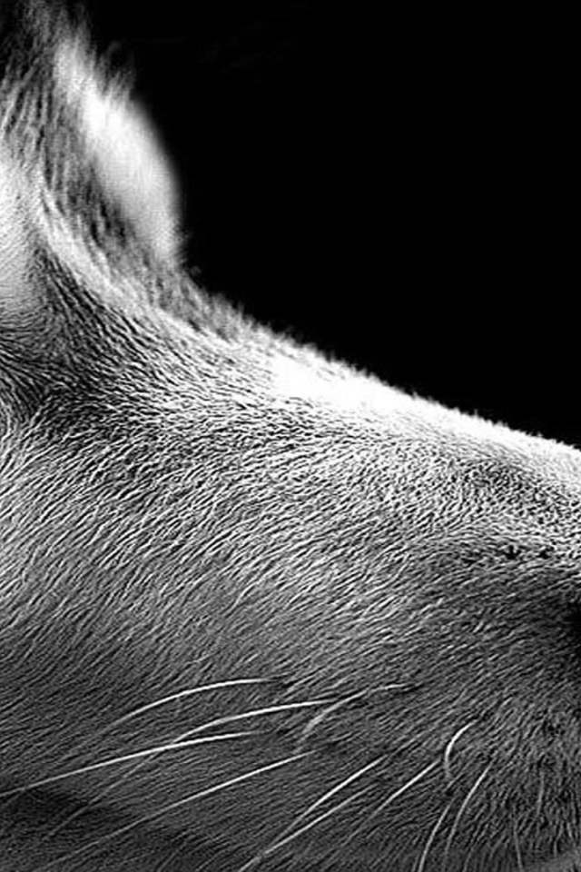 Сибирский хаски на черном фоне