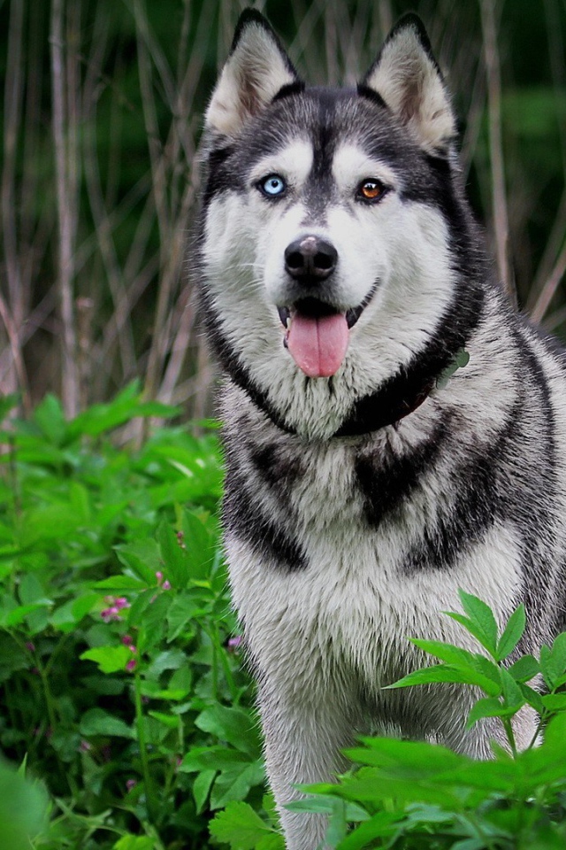 Сибирский хаски с разными глазами