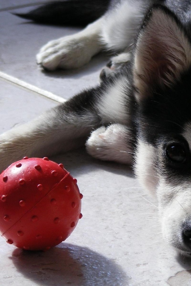 Siberian Husky with the red ball
