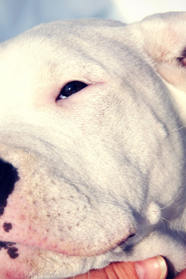 Сонный аргентинский дог