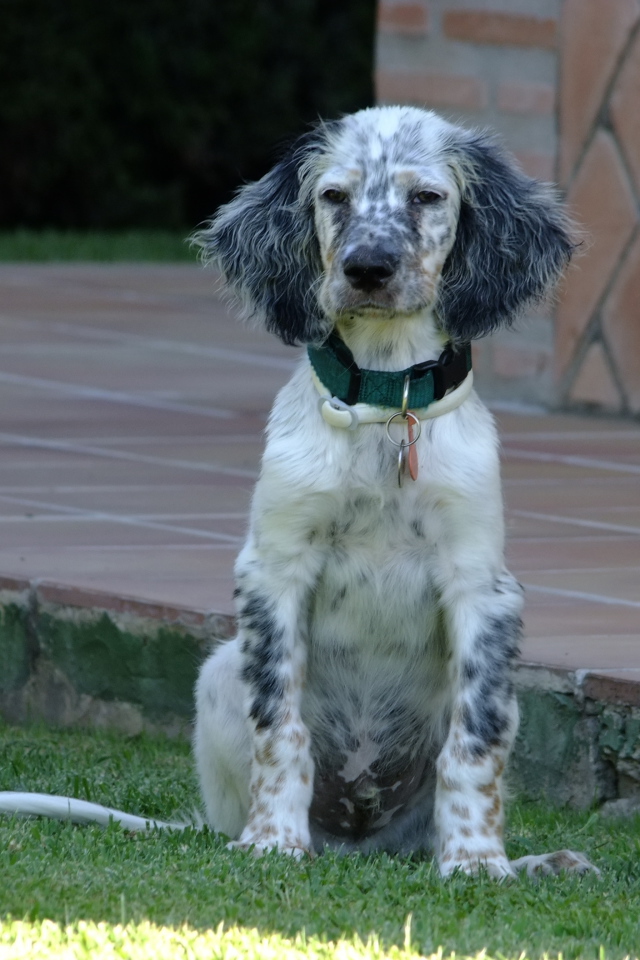 Сонный английский сеттер