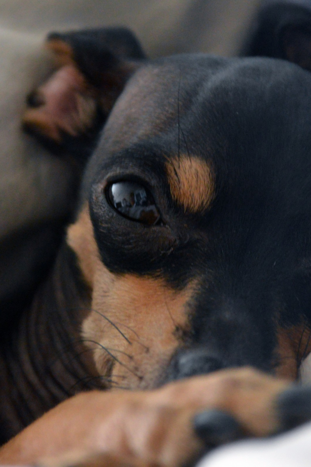 Сонный Карликовый пинчер в постели