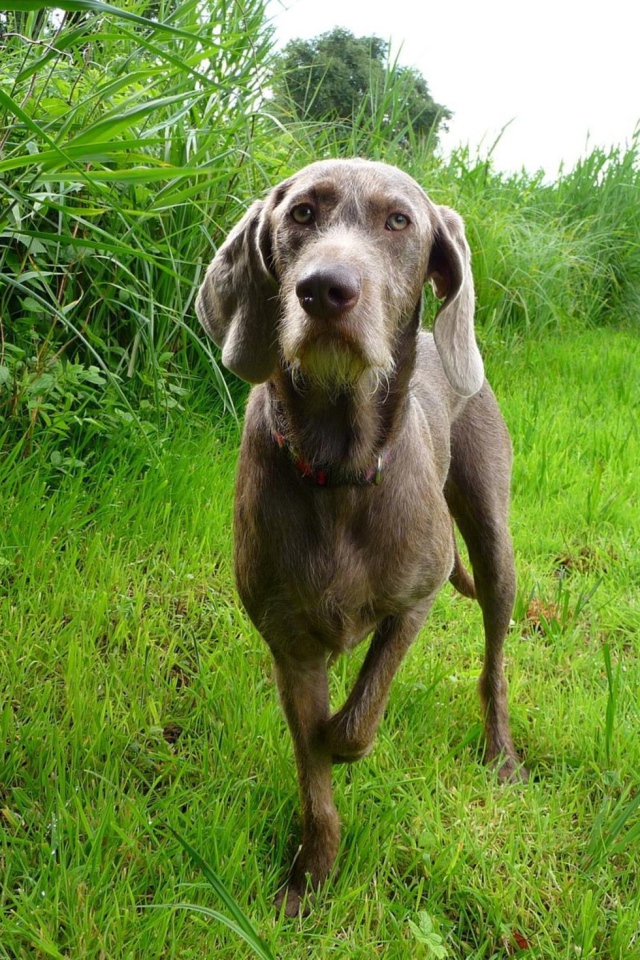 Словацкий Пойнтер в поле