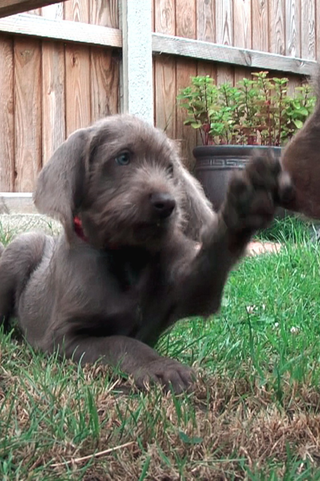 Словацкий Пойнтер играет с матерью
