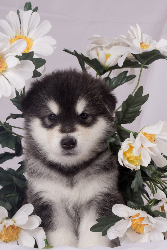 Маленький аляскинский маламут в цветах