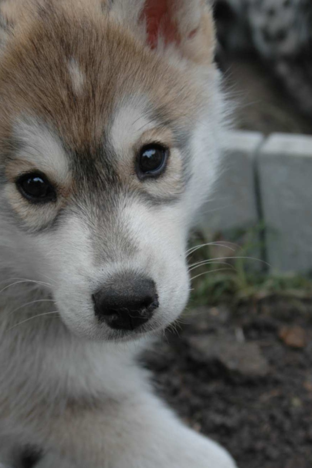 Small Alaskan Malamute is looking at the photographer