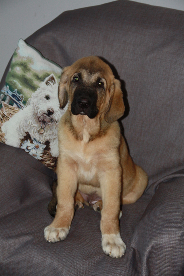 Испанский мастиф сидим на стуле