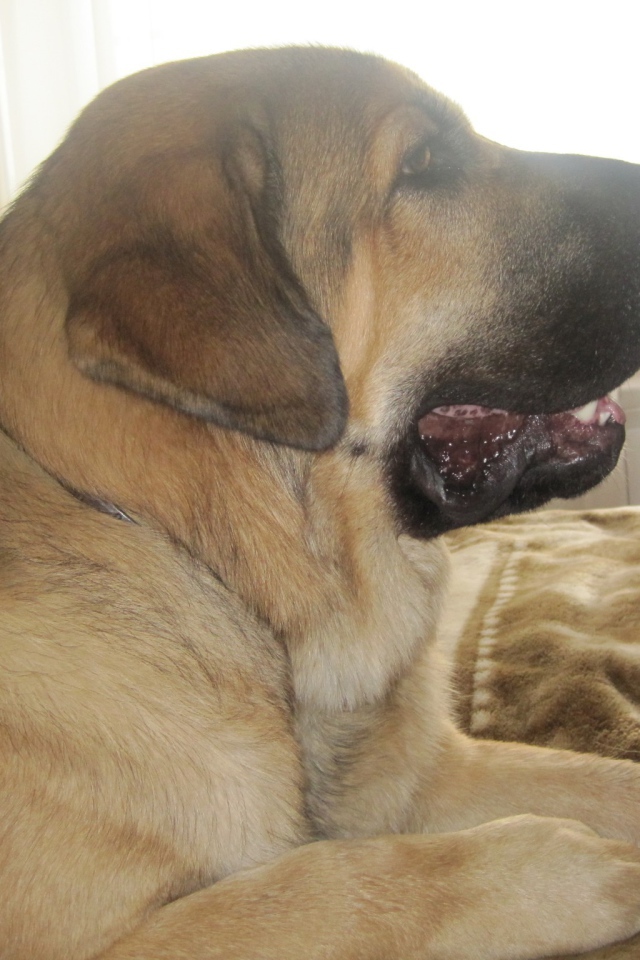 Испанский мастиф на диване